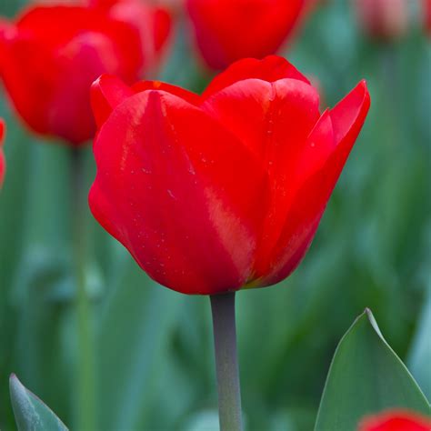 Red Tulip Homestead Gardens Inc