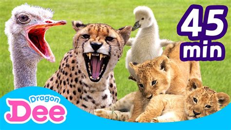 Full 💖 Super Cute Animals Compilation 🐾 Meerkat 45 Min Animal