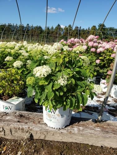 Family package served with 2 liter soda or 2 egg roll or spring roll. HYDRANGEA - LIMETTA® INVINCIBELLE Smooth Hydrangea | Lincoln