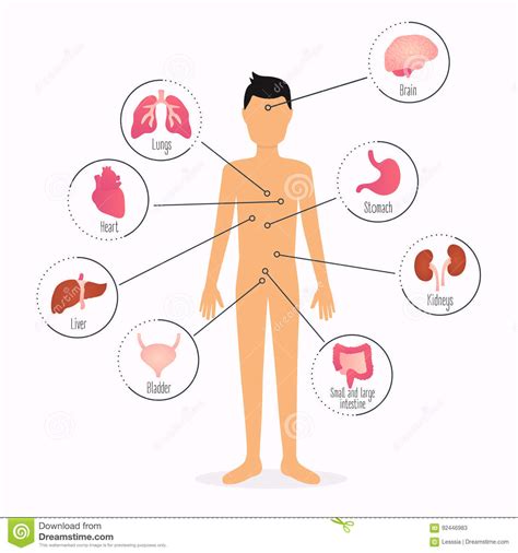 Human Body With Internal Organs Human Body Health Care Infographics