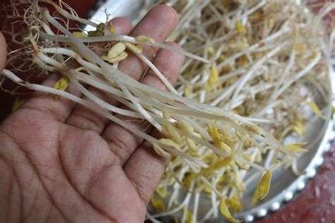 how to grow bean sprouts at home mung bean sprouts recipe yummy tummy