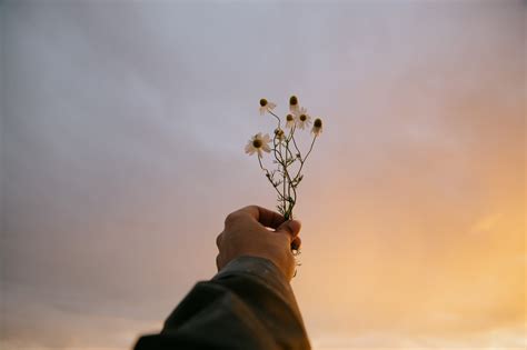 Person Holding Blooming Flowers Against Cloudy Sunset Sky · Free Stock