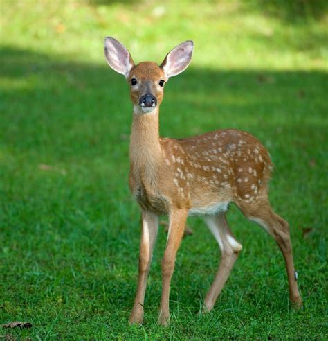 Female Deers Are Called Offers Shop Save 40 Jlcatjgobmx