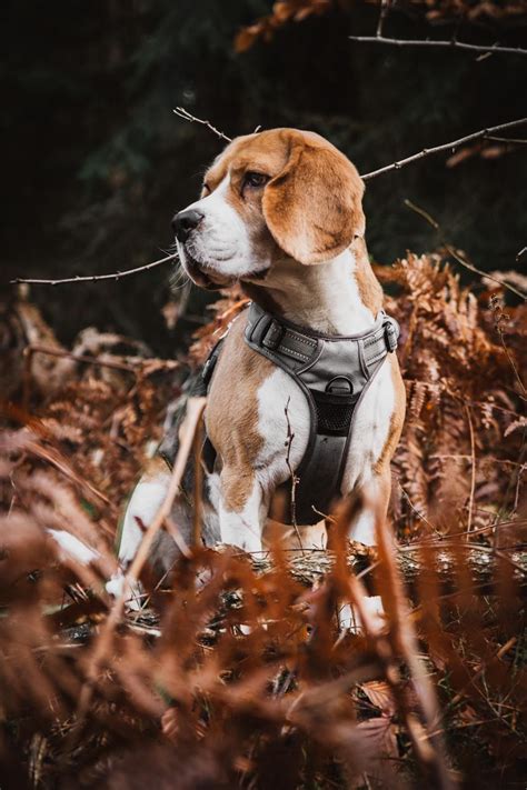 Hunting Hound 😎 The Most Adorable Beagle Pup Ever