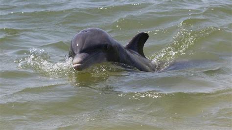 Noaa Warns Of Aggressive Dolphin At North Padre Island