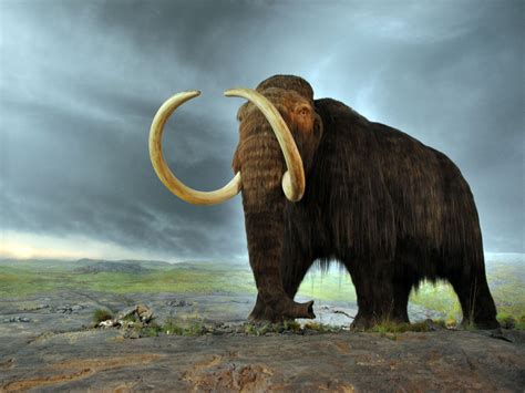 Scientists Plan To Resurrect The Wooly Mammoth Within The Next 10 Years Survivalist Forum