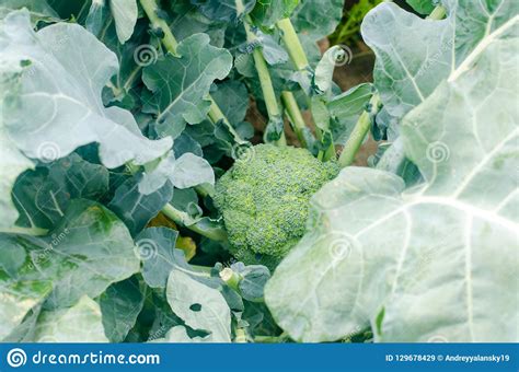 Broccoli Growing In The Field Fresh Organic Vegetables Agriculture
