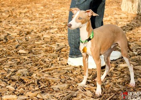 Italian Greyhound Meetup Hosted By Romp Rescue In Chicagoromp Italian