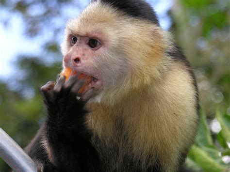 Capuchin Monkey I Want This As A Pet Woolly Monkey Howler Monkey