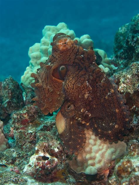 Hawaiian Day Octopus Calmly Wandering About With No Care