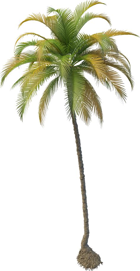 Coconut Clipart House Coconut Tree Png File 2000x2000 Png Clipart