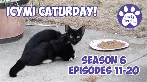 Icymi Caturday Lucky Ferals S6 Episodes 11 20 Cat Videos