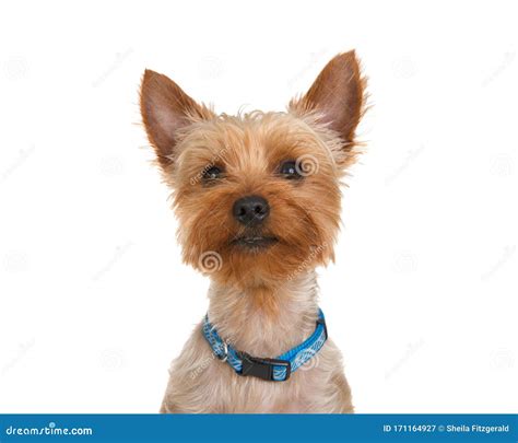 Portrait Of An Adorable Yorkie Puppy Wearing A Collar Isolated Stock