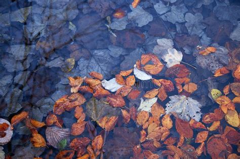 Colorful Autumn Leaves In A Rain Puddle Stock Photo Image Of Plant