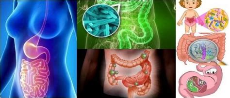 Infección Gastrointestinal ¿qué Es Tipos Causas Síntomas Diagnóstico Tratamiento Y