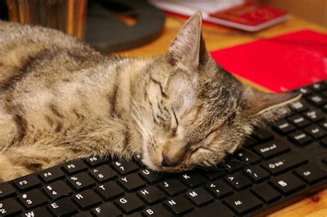 Cat And Keyboard Stock Photo Image Of Sleeping Bored 34502492