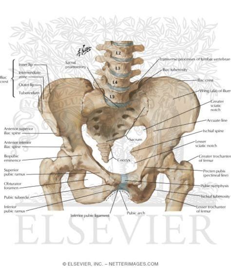 Bony Framework Of The Pelvis Netter Medical Images Medical Artwork