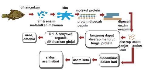 Proses Pencernaan Protein Dalam Tubuh Dengan Disertai Gambar Keterangan