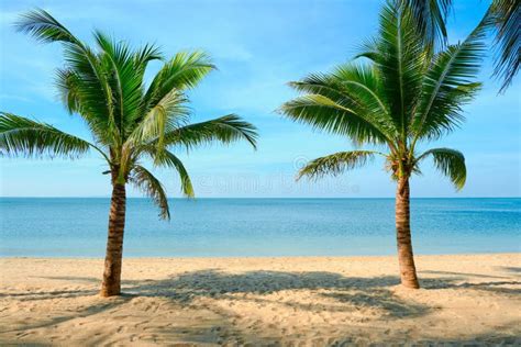 Sandy Beach With Coconut Palm Tree And Blue Sky Tropical Landscape