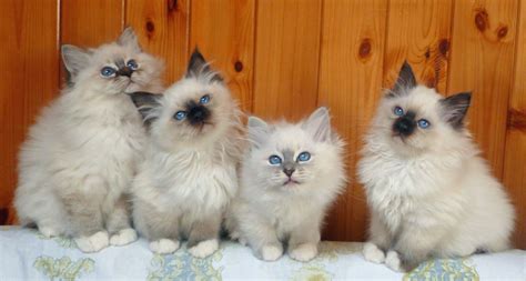 Giogiò Birmans 2 Months Old Lovely Kittens From The Left Chocolate