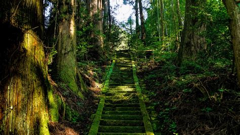 Download Wallpaper 1920x1080 Stairs Moss Trees Japan