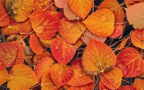 Download Wallpapers Autumn Leaves With Water Drops Yellow Leaves