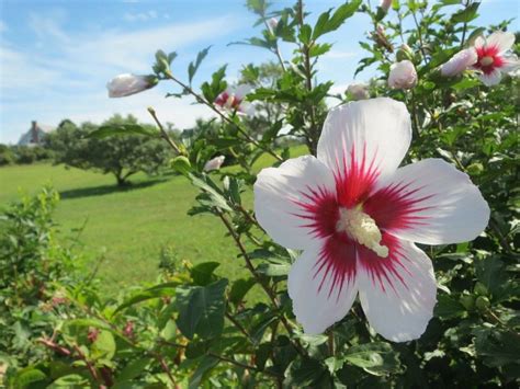Maybe you would like to learn more about one of these? Hibiskus schneiden - aber wie | Hibiskus schneiden ...