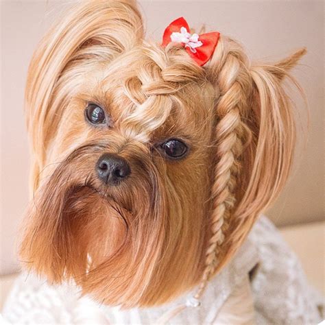 Dressed To The Canines 9 Dog Hairstyles For The Stylish Pooch The