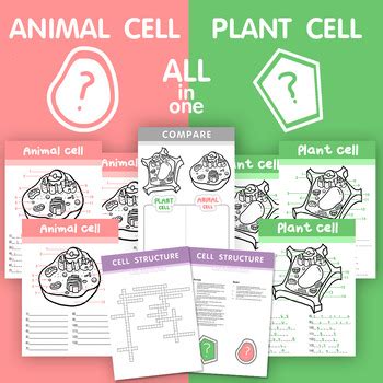 Epic animal cell coloring key 81 in animal cell maps with animal. Biologycorner.com Animal Cell Coloring Answer Key : Animal Cell Coloring Worksheets Teaching ...