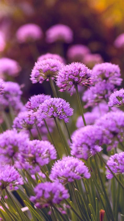 Purple Flowers Nature Hd Phone Wallpaper Peakpx