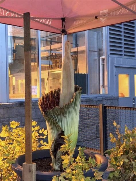 Flowers that bloom every year without replanting. Rare corpse flower now in bloom at WSU Vancouver ...