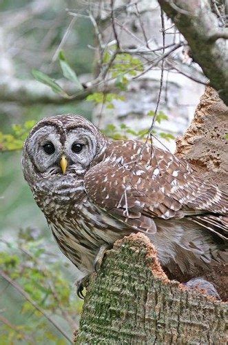 Owls North American Birds Of Prey Birds And Blooms