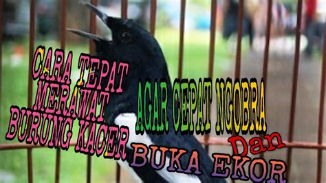 Cara memupuk dapat dilakukan dengan menyemprot dan menyiramnya. Cara merawat burung Kacer agar cepat ngobra dan buka ekor ...