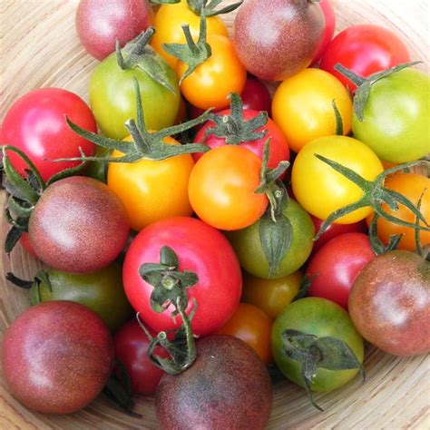 Sunchocola F1 Untreated Tomato Seeds Osborne Farm Seeds