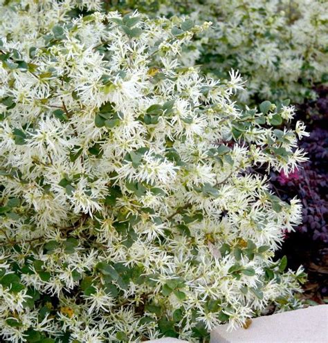 Loropetalum Chinense Emerald Snow Shang White Chinese Fringe Flower