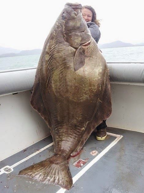 International Fishing News Alaska Caught A 215 Pound Halibut