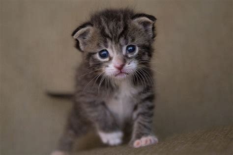 A Kitten Looking At The Camera Free Photo Rawpixel