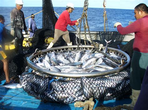 Pacific Tuna Fisheries Sustainable But Need To Consider Threats