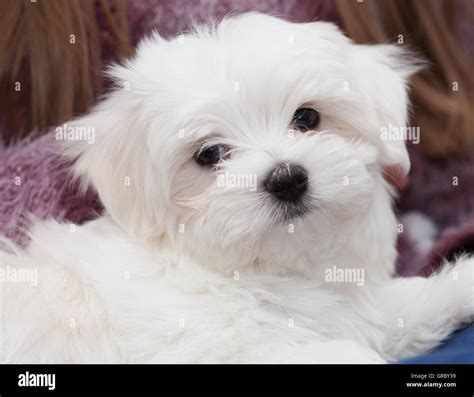 Maltese Puppy White Fluffy Close Up Stock Photo Alamy