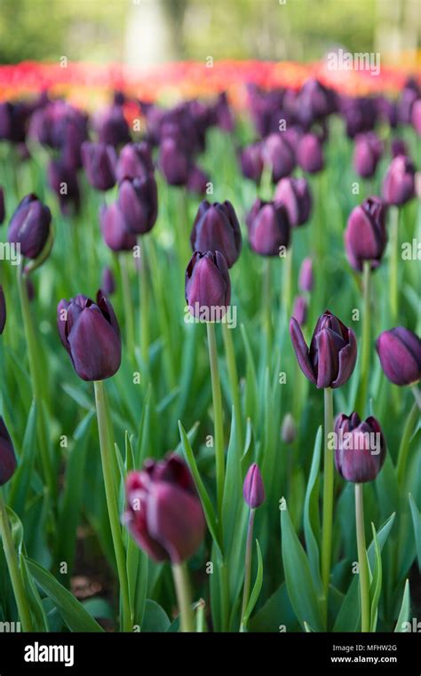 Black Tulips In The Keukenhof Park In Netherlands Stock Photo Alamy