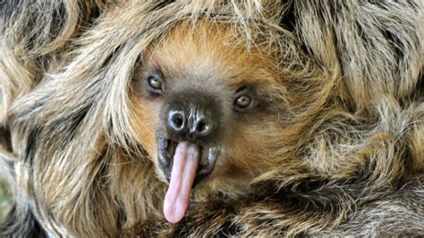 Sex Lives Of Sloths Not As Boring As We Think The World From Prx