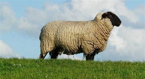 Twenty Super Sheep Facts The Fact Site