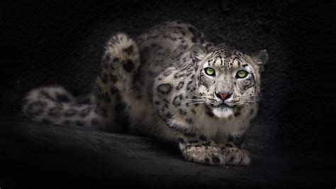 Images Of Snow Leopards Snow Leopard Panthera Uncia Animals 1080x1920