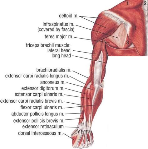 Muscles Of Upper Extremity Posterior Superficial View Body Muscle