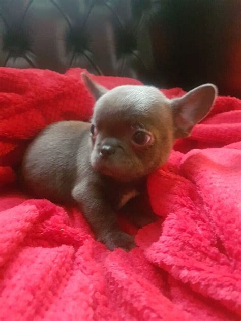 Frenchie X Russian Chihuahua In Leicester Leicestershire Gumtree