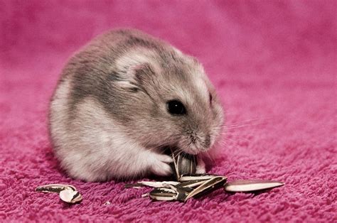 Hamster Wallpapers Hd Beautiful Wallpapers Collection 2018