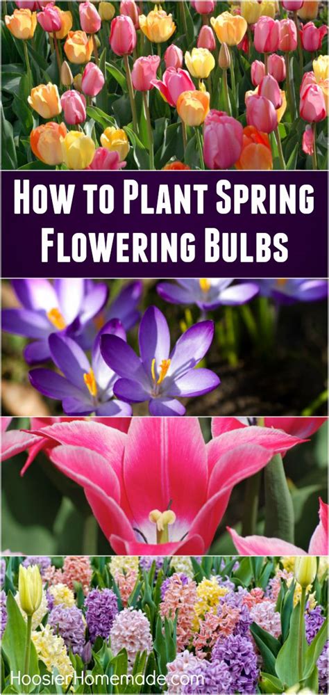 How To Plant Spring Flowering Bulbs Hoosier Homemade