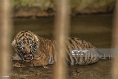 A Newly Born Sumatran Tiger Is Seen Inside A Cage At Medan Zoo In