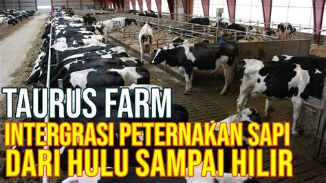 Peternakan Sapi Perah Modern Luas 20 Ha Di Sukabumi Jawa Barat Youtube