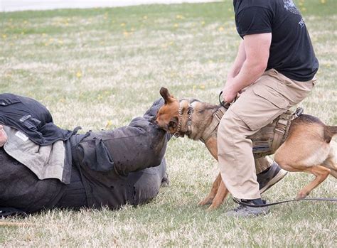Dsp Police K9 Takes A Bite During A Course At First State K9 Featured Product Mkt Vest By
